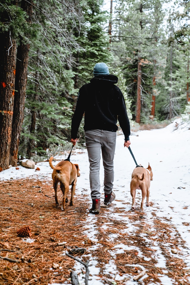 Dog First Aid Training for Dog Walkers